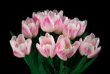 White-pink tulips with green stem and leaves isolated on black background. Elegant bouquet. Studio shot.