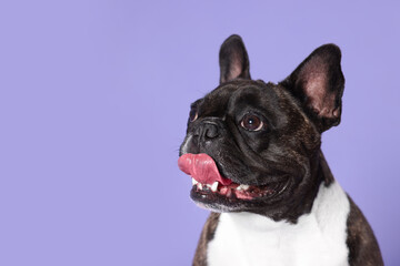 Adorable French Bulldog on purple background, space for text. Lovely pet