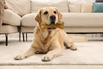 Cute Golden Retriever dog holding chew bone in mouth indoors - obrazy, fototapety, plakaty