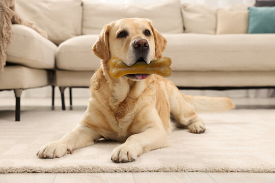 Cute Golden Retriever dog holding chew bone in mouth indoors