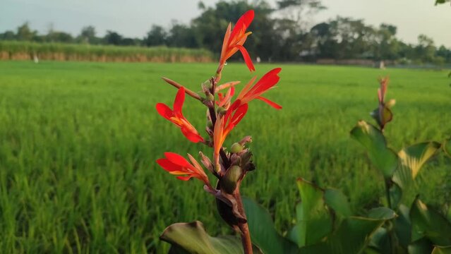 Video 4K of Canna indica, commonly known as Indian shot, African arrowroot, edible canna, purple arrowroot, Sierra Leone arrowroot, is a species of plant in the family Cannaceae.