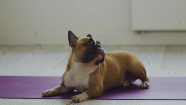 Bulldog close-up at home and his girl play and pet