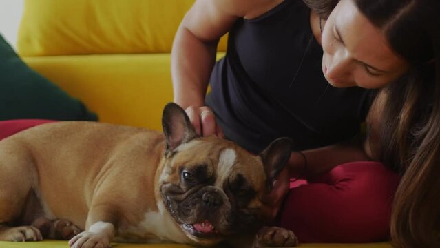 Bulldog close-up at home and his girl play and pet