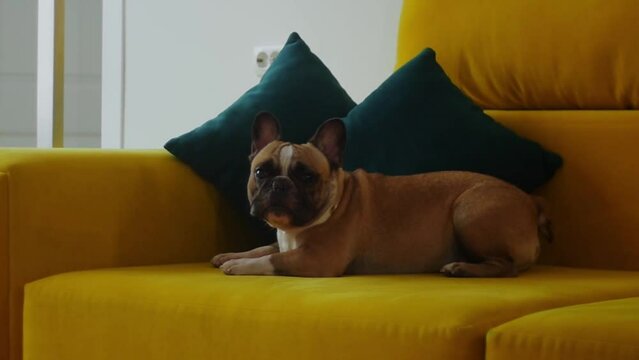 Bulldog dog lies on sofa and raises his head