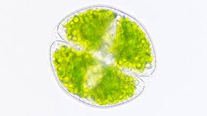 Freshwater phytoplankton or microalgae, Cosmarium obsoletum. Live cell. Selective focus
