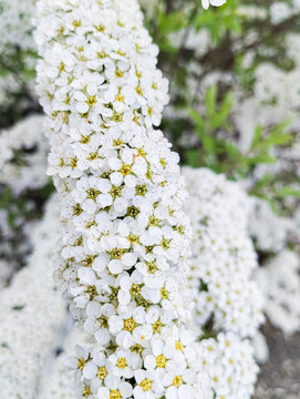 The Spiraea shrub blooms profusely in white.