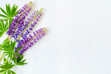 Summer background with lupine flowers on the white wooden background