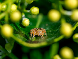 Macro de una araña saltarina en el bosque