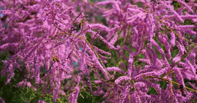 Tamarix also known as Salt cedar, southern France