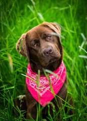 Dog in the grass