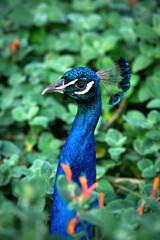Naklejka premium Peacock walking into different foliage