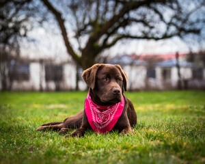 Labrador retriever puppy