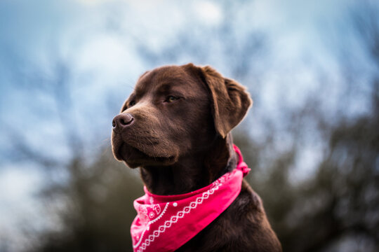 labrador retreiver labrado puupy szczeniak czekoladowy labrador chocolate labrador pies  czerwona apaszka natura zwierzę