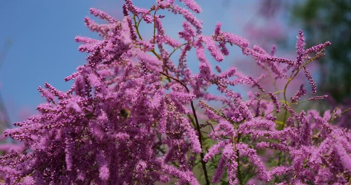 Tamarix also known as Salt cedar, southern France