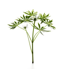Anise plant isolated on white background