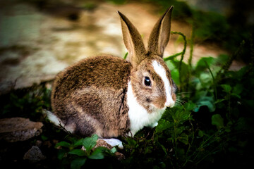 A brown rabbit playing in the grass