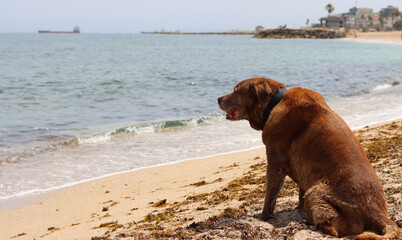 Labrador Retriever sitting on the sand by the sea. Adult dog on a walk. Horizontal photo with space for text. 