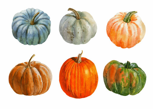 Hand drawn watercolor element set of pumpkins. Hand painted blue, orange and green vegetables isolated on white background. Autumn pumpkin set for design, cards, invitations
