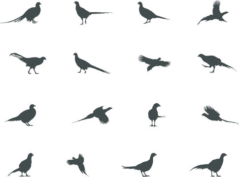 Pheasant silhouette, Flying pheasant silhouette, Pheasant SVG, Pheasant silhouette clip art, Bird silhouettes, Bird SVG, Bird clip art.