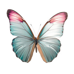 pastel butterfly isolated on transparent background cutout