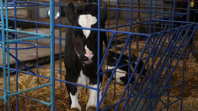 A group of small calves in cages on a dairy farm eating hay. Dairy farm. Calves are raised on a farm for milk or meat.