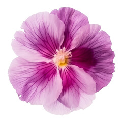 cosmos flower isolated on transparent background cutout