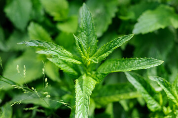 Fresh mint leaves macro photography