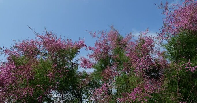 Tamarix also known as Salt cedar, southern France