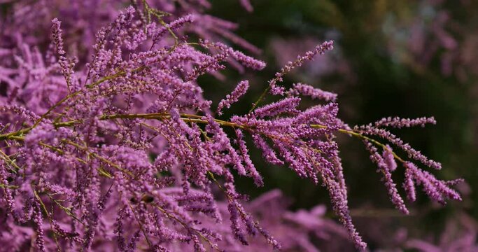 Tamarix also known as Salt cedar, southern France