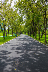 Pathway road in green city park tree forest