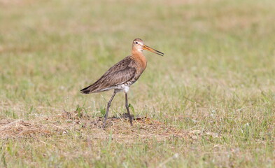 Obraz premium sandpiper godwit