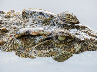 Freshwater crocodiles are freshwater mammals that live in freshwater areas or freshwater marshes in Thailand. It looks different from saltwater crocodiles are large enough to live in freshwatercloseup