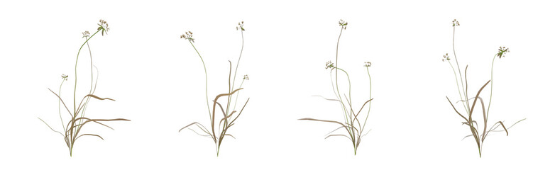 scirpus autumn plant on transparent background, nature meadow, 3d render illustration.