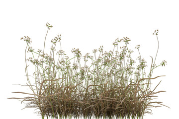 scirpus autumn plant on transparent background, nature meadow, 3d render illustration.