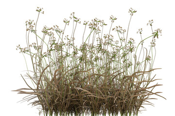 scirpus autumn plant on transparent background, nature meadow, 3d render illustration. © Sandy