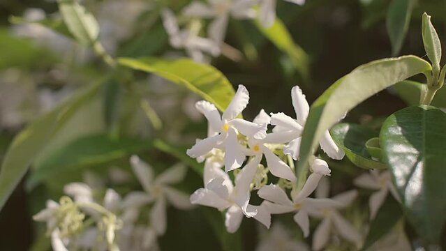 Wonderful blooming jasmine. Jasmine flowers are swaying in wind.