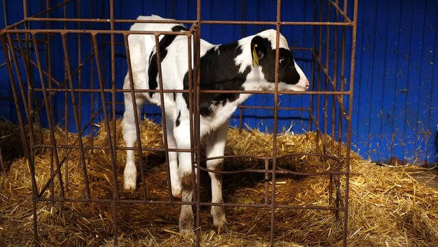Close-up of a small white calf on the hay in a cage on a dairy farm or in a cowshed.