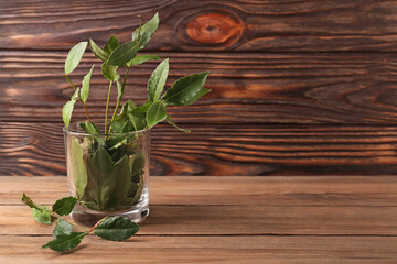 Aromatic fresh bay leaves in glass on wooden table, space for text