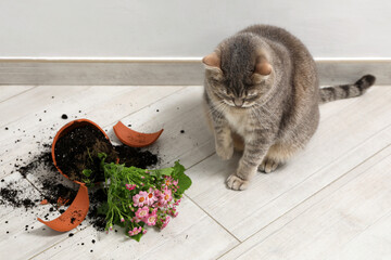 Cute cat and broken flower pot with cineraria plant on floor indoors