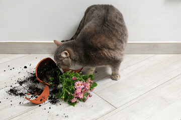 Cute cat and broken flower pot with cineraria plant on floor indoors