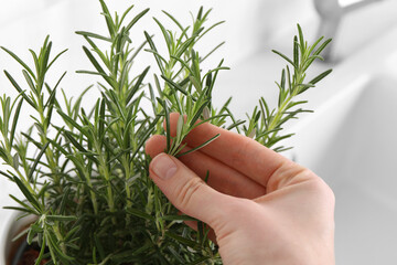 Woman picking aromatic green rosemary sprig on white background, closeup