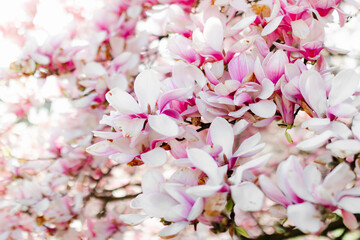 Beautiful pink magnolia flowers on a spring day. Blooming magnolia
