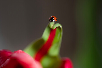 Ladybug on a tulip flower in nature.