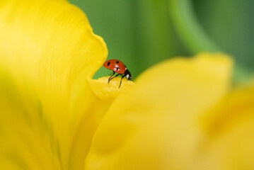Ladybug on a tulip flower in nature.