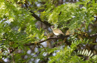 Vireo bird perched on a branch