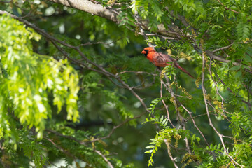 Cardinal perched on a branch