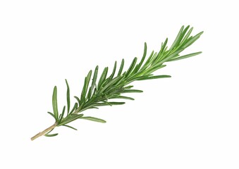 Sprig of fresh rosemary isolated on white