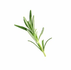 Sprig of fresh rosemary isolated on white