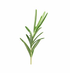 Sprig of fresh rosemary isolated on white