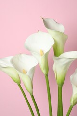 Beautiful calla lily flowers on pink background